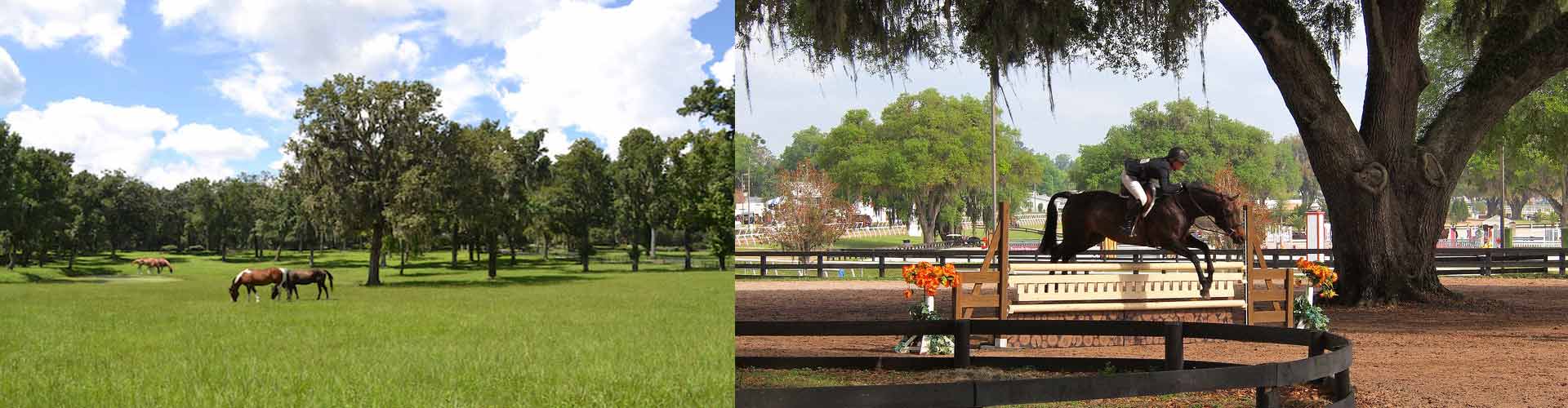 Horse Farms in Florida