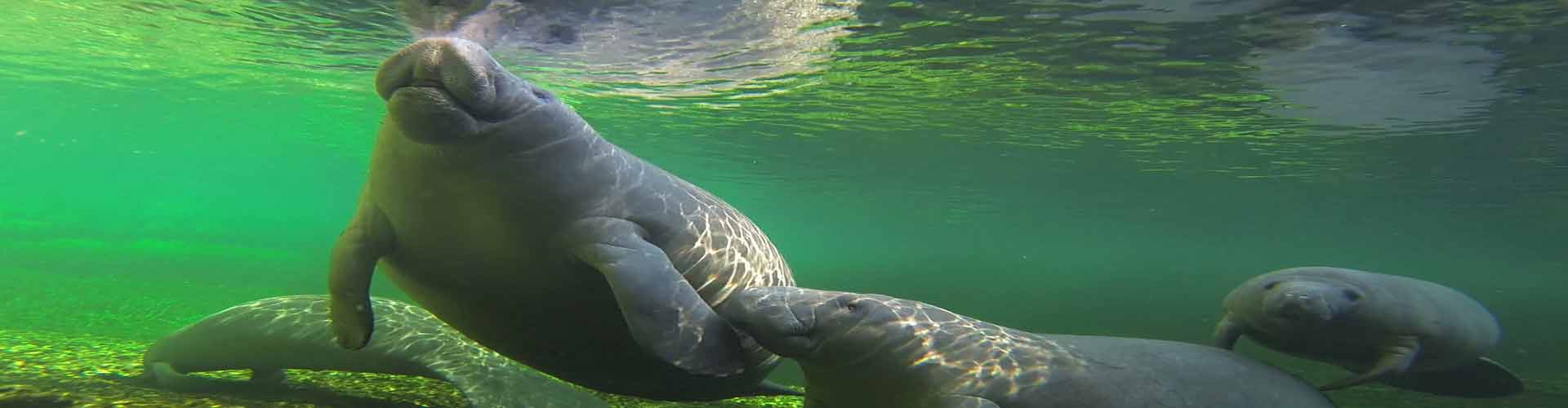 Florida Manatee